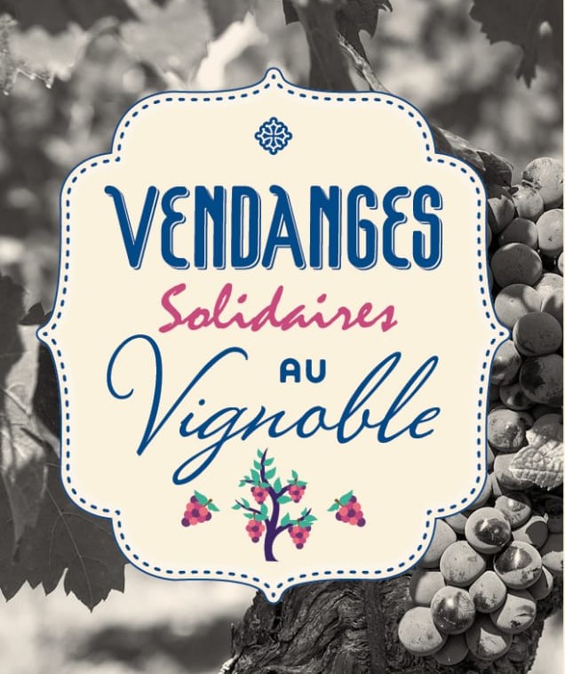 Vendange-2019